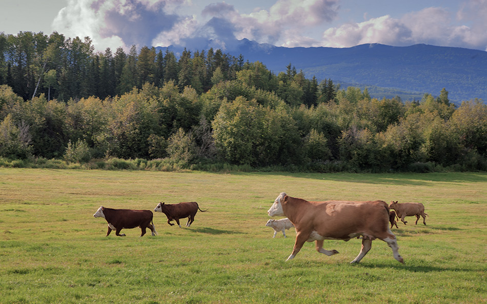 Album,Canada,Alaska,Route,Cows,2,shafir,photo,image