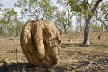 Album / Australia / Queensland / Termite Mound