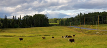 Album / Canada / Alaska Route / Cows