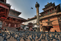 Album / Nepal / Kathmandu / Durbar square / Pigeons 1