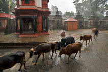 Album / Nepal / Kathmandu / Pashupatinath / Gorakshanath house 2
