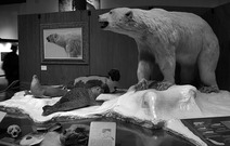 Album / USA / Alaska / Fairbanks / Museum of the North 3