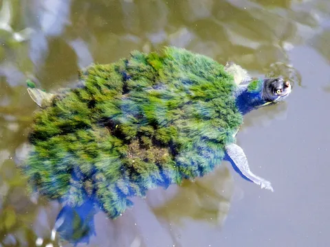 Unknown — Unknown — wildlife