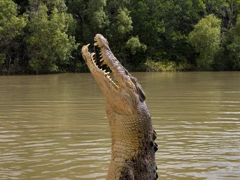 Australia — Kakadu — wildlife