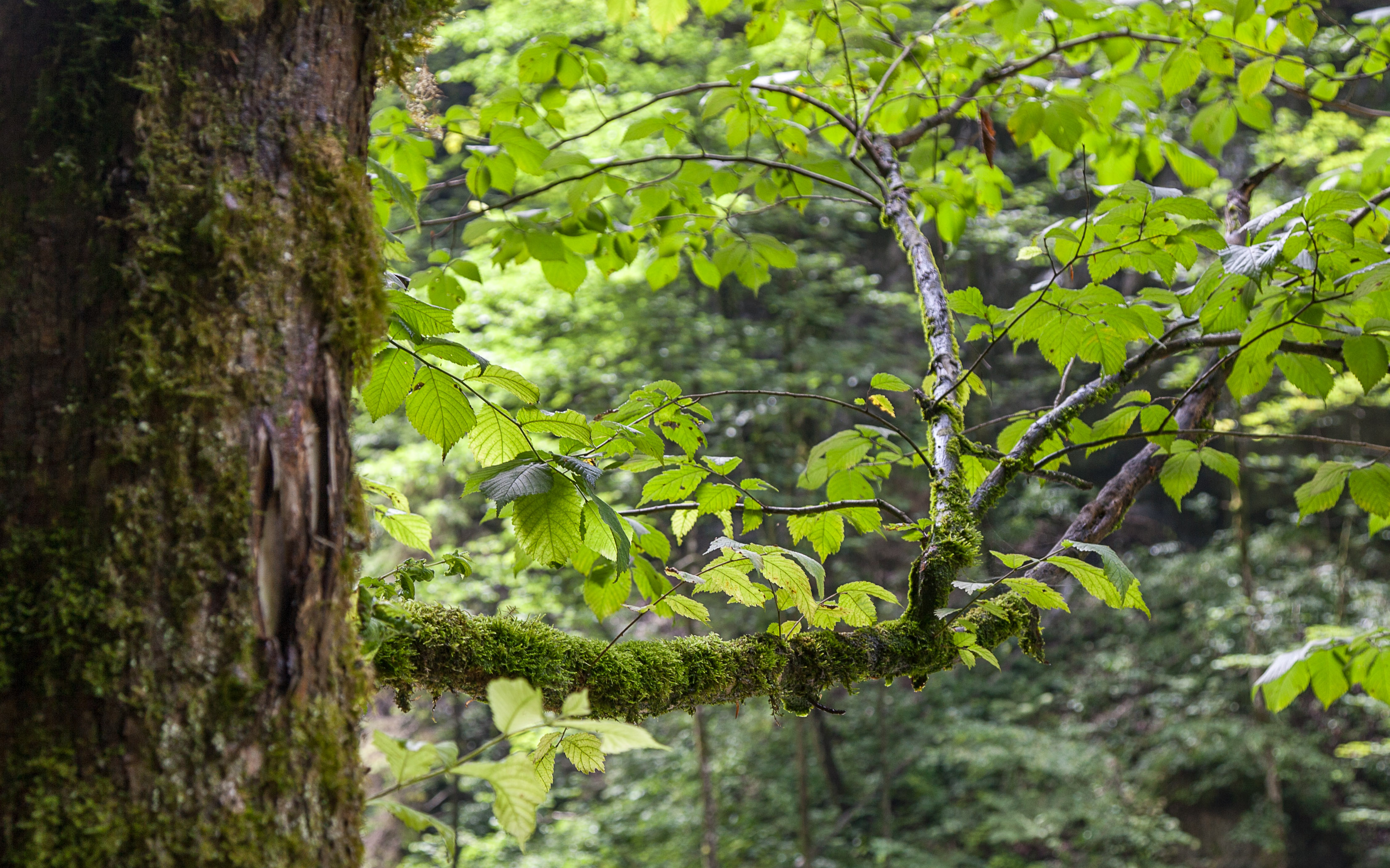 Austria — Vorarlberg, Dornbirn — landscape