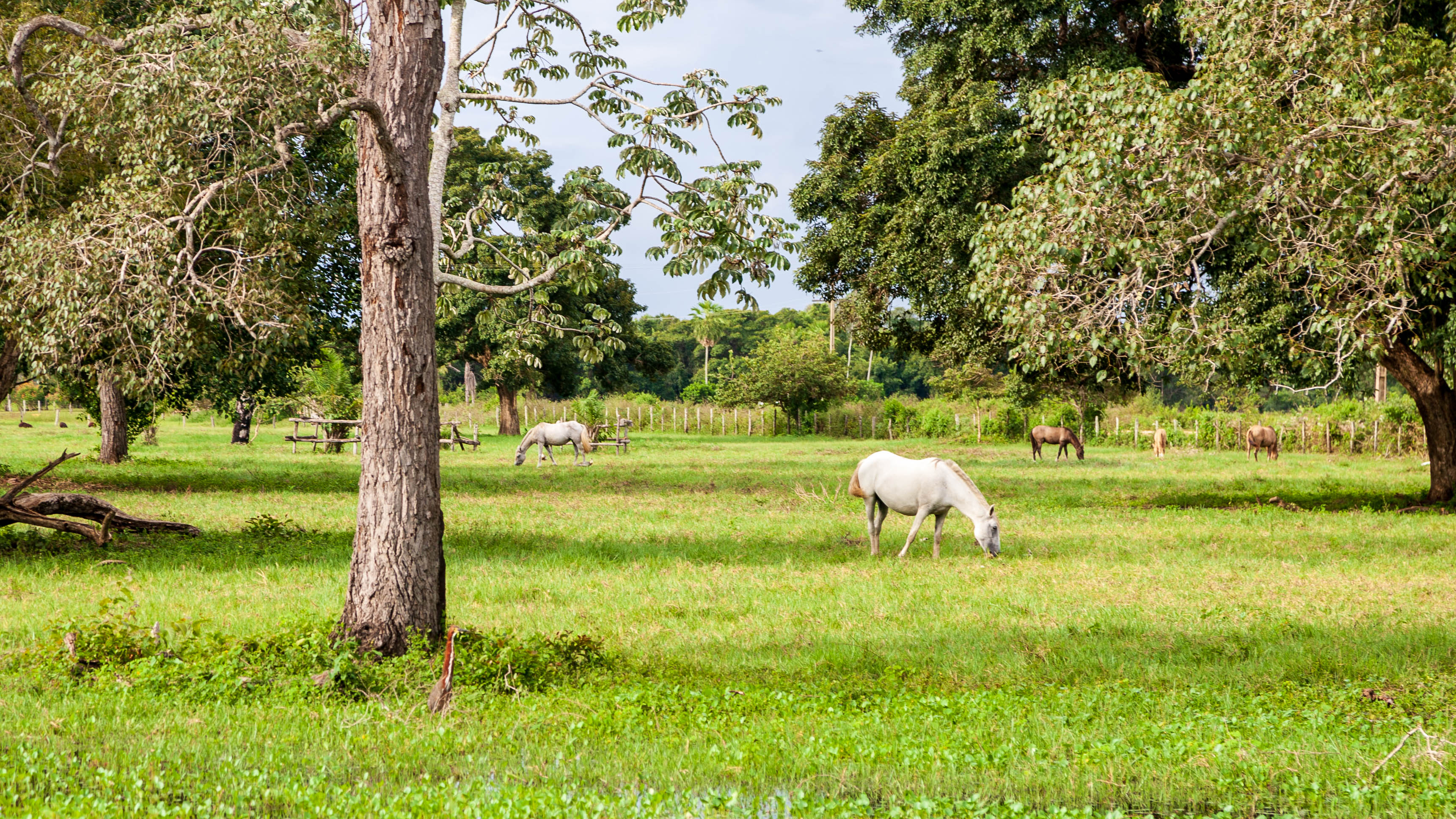 Brazil — Pantanal or Mato Grosso do Sul region — wildlife