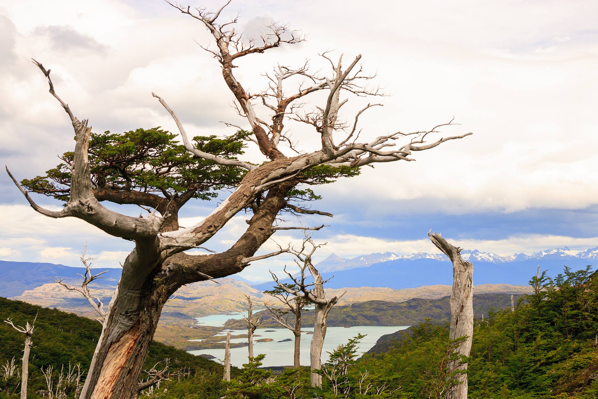 Chile — Magallanes, Torres del Paine / Patagonia — landscape