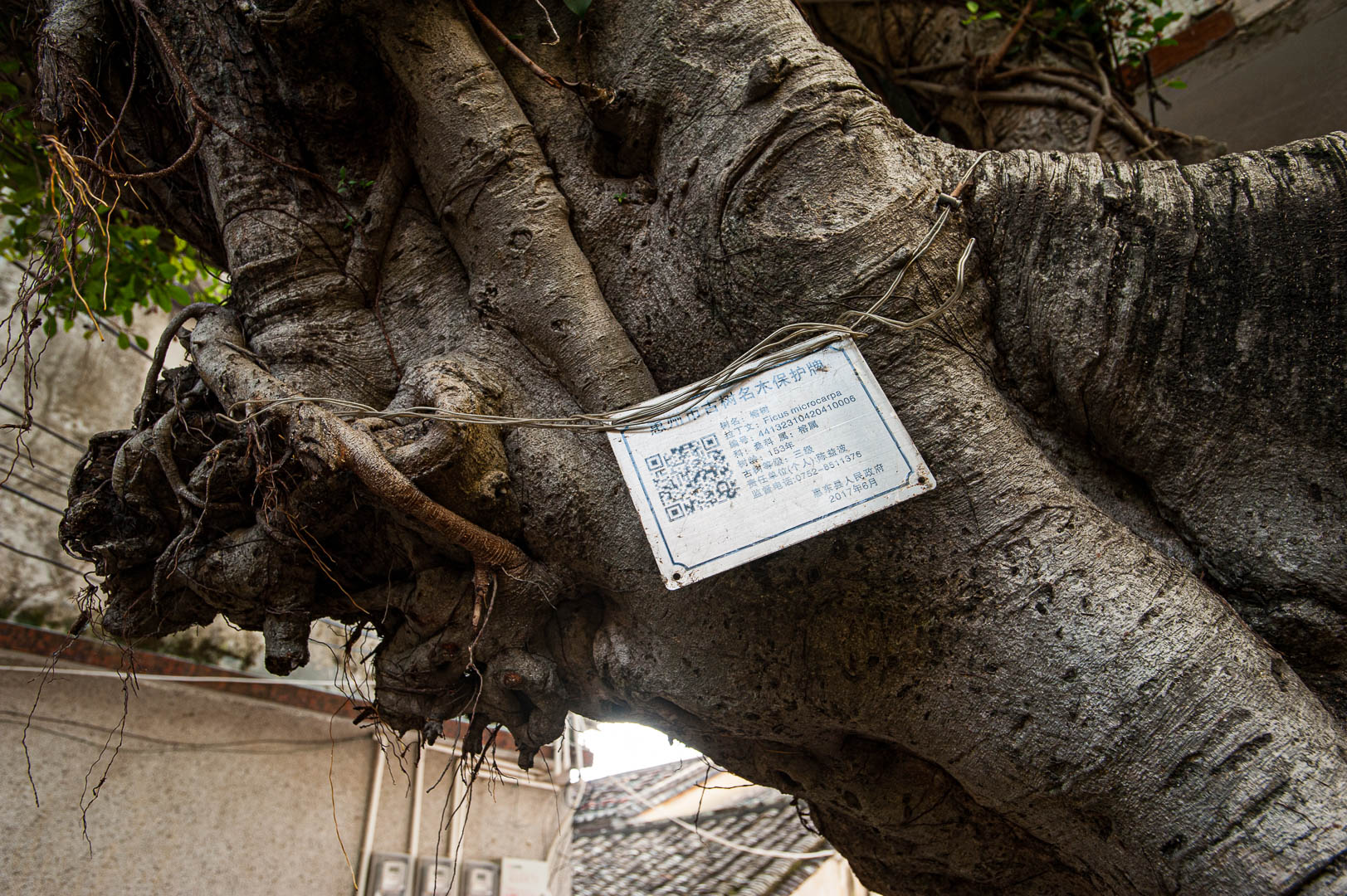 China — Shenzhen, Guangdong Province — macro