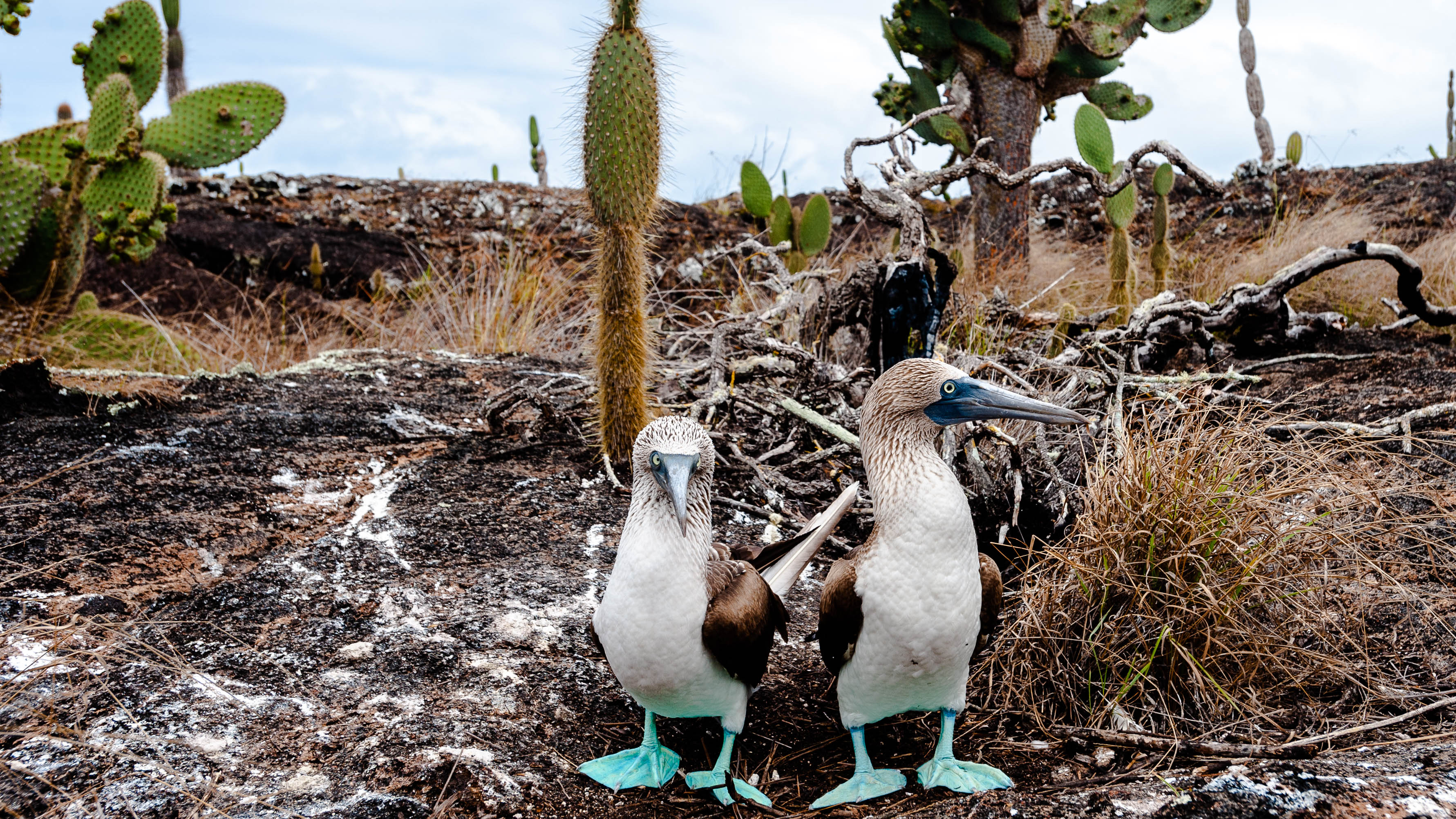 Ecuador — Galápagos Islands — wildlife