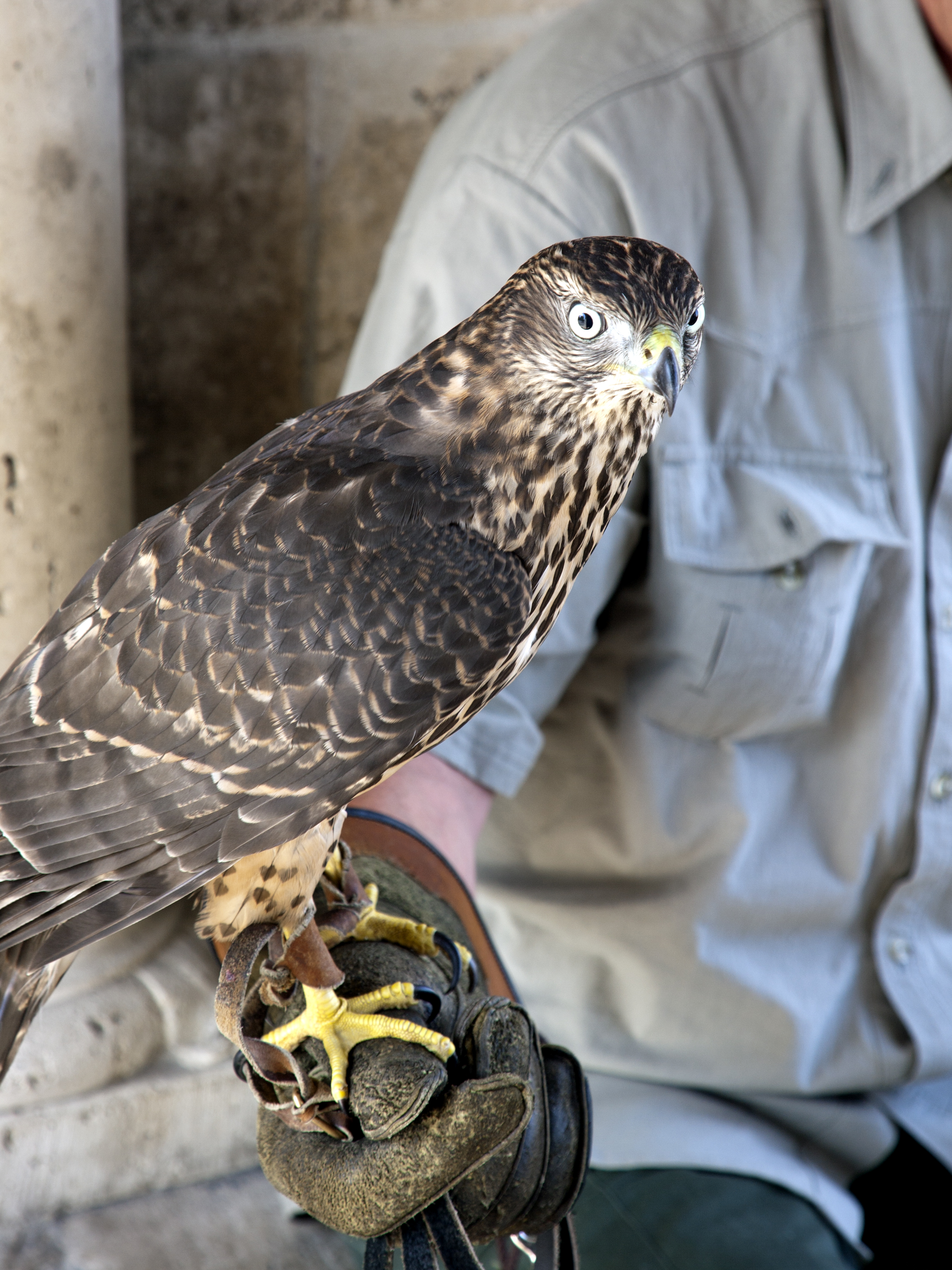 Hungary — Budapest — wildlife