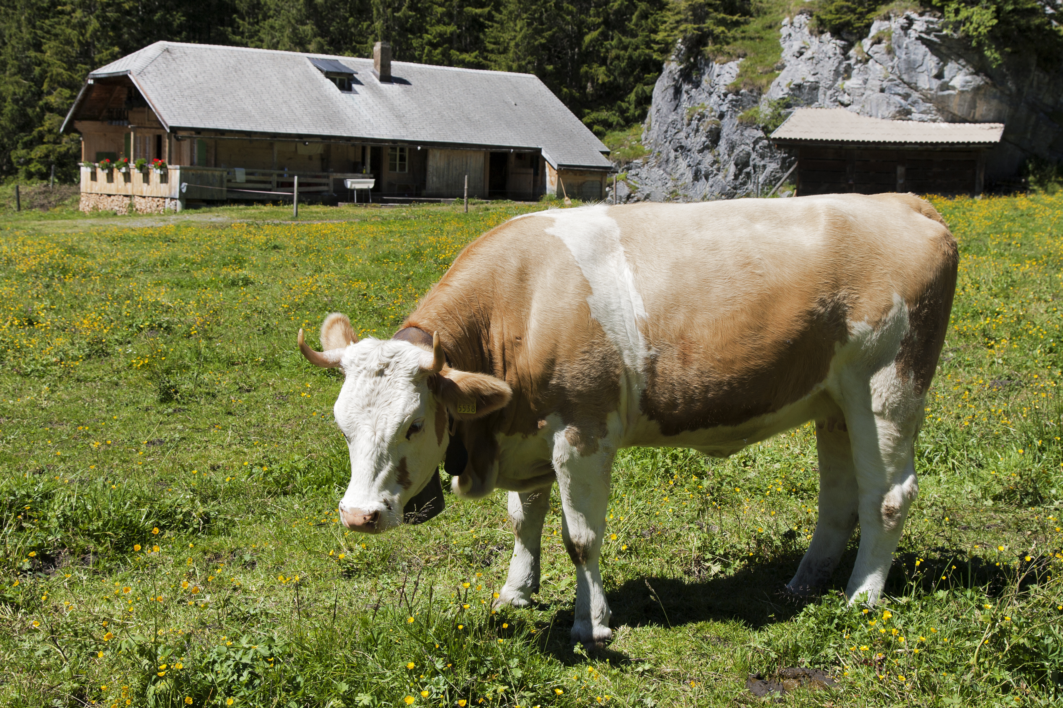 Switzerland — Bern, Kandersteg — wildlife