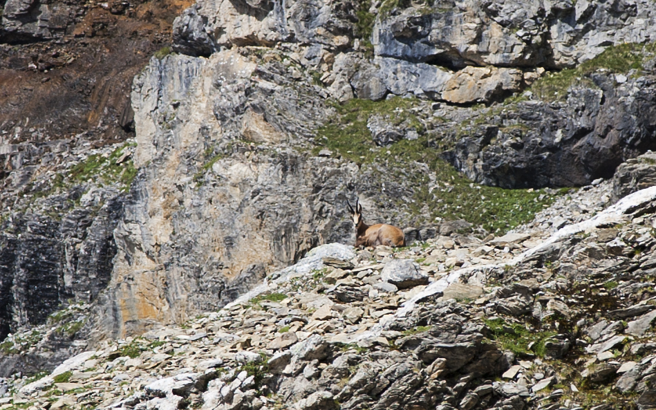 Switzerland — Bern, Kandersteg — wildlife