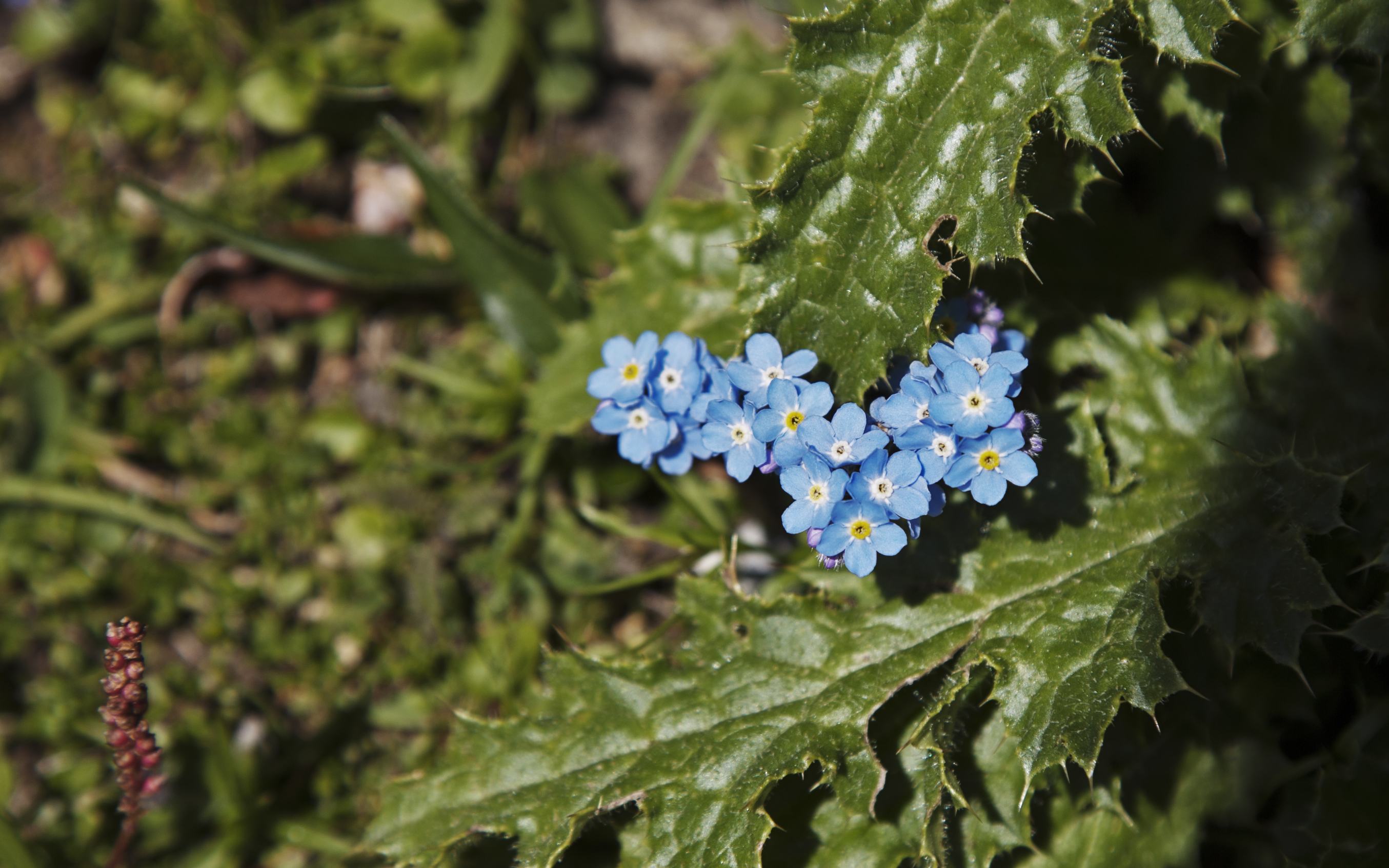 Switzerland — Bern, Kandersteg — macro