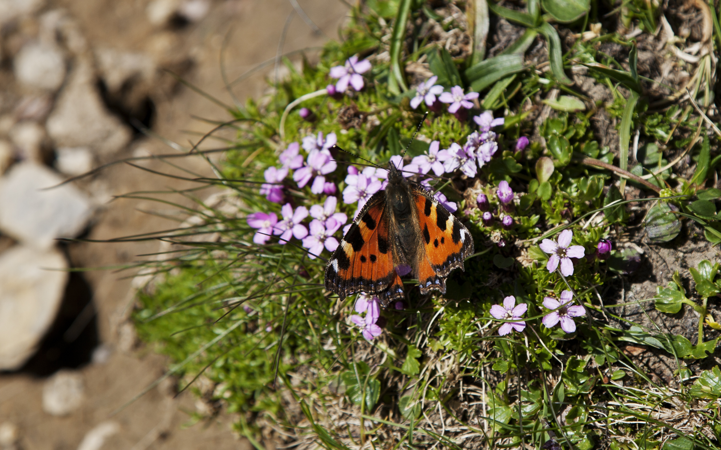 Switzerland — Bern, Kandersteg — wildlife