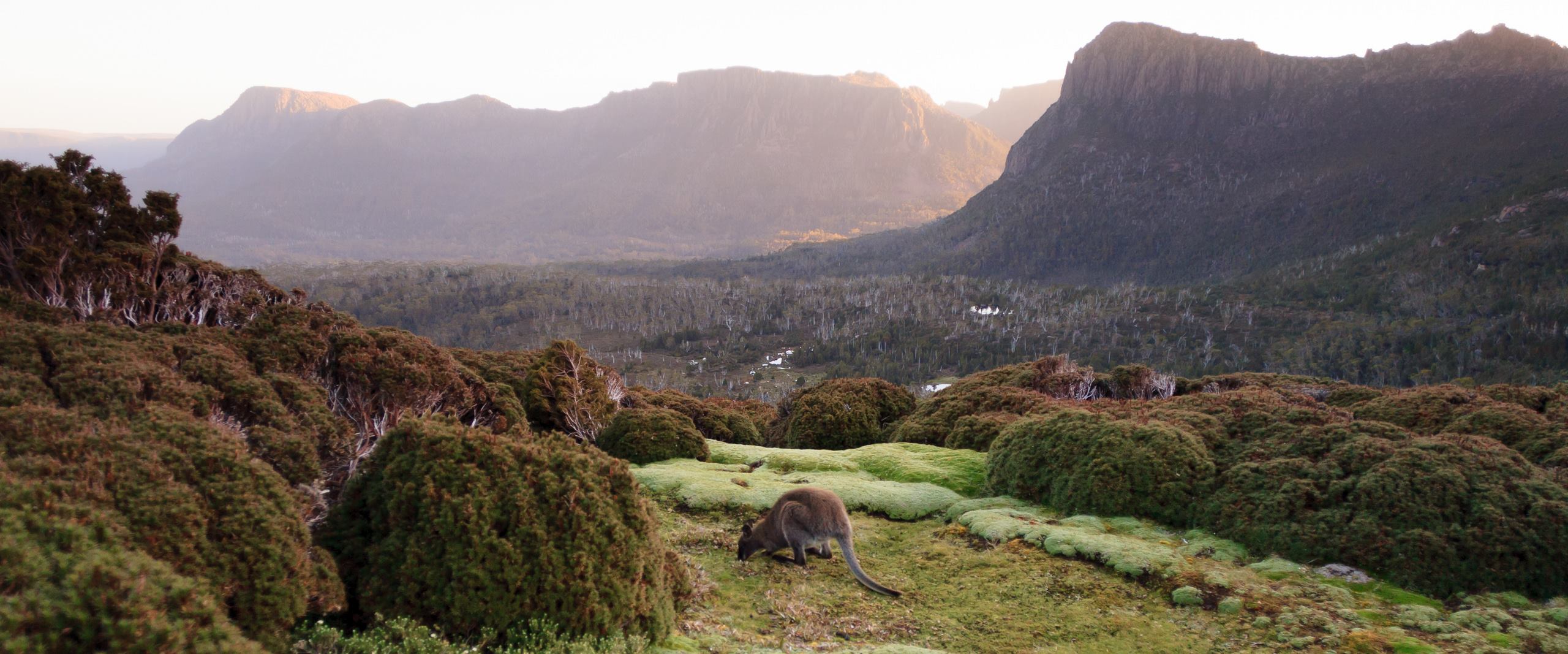 Australia — Tasmania — wildlife