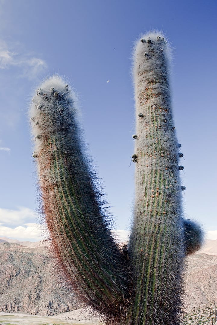 Argentina — Salta — landscape