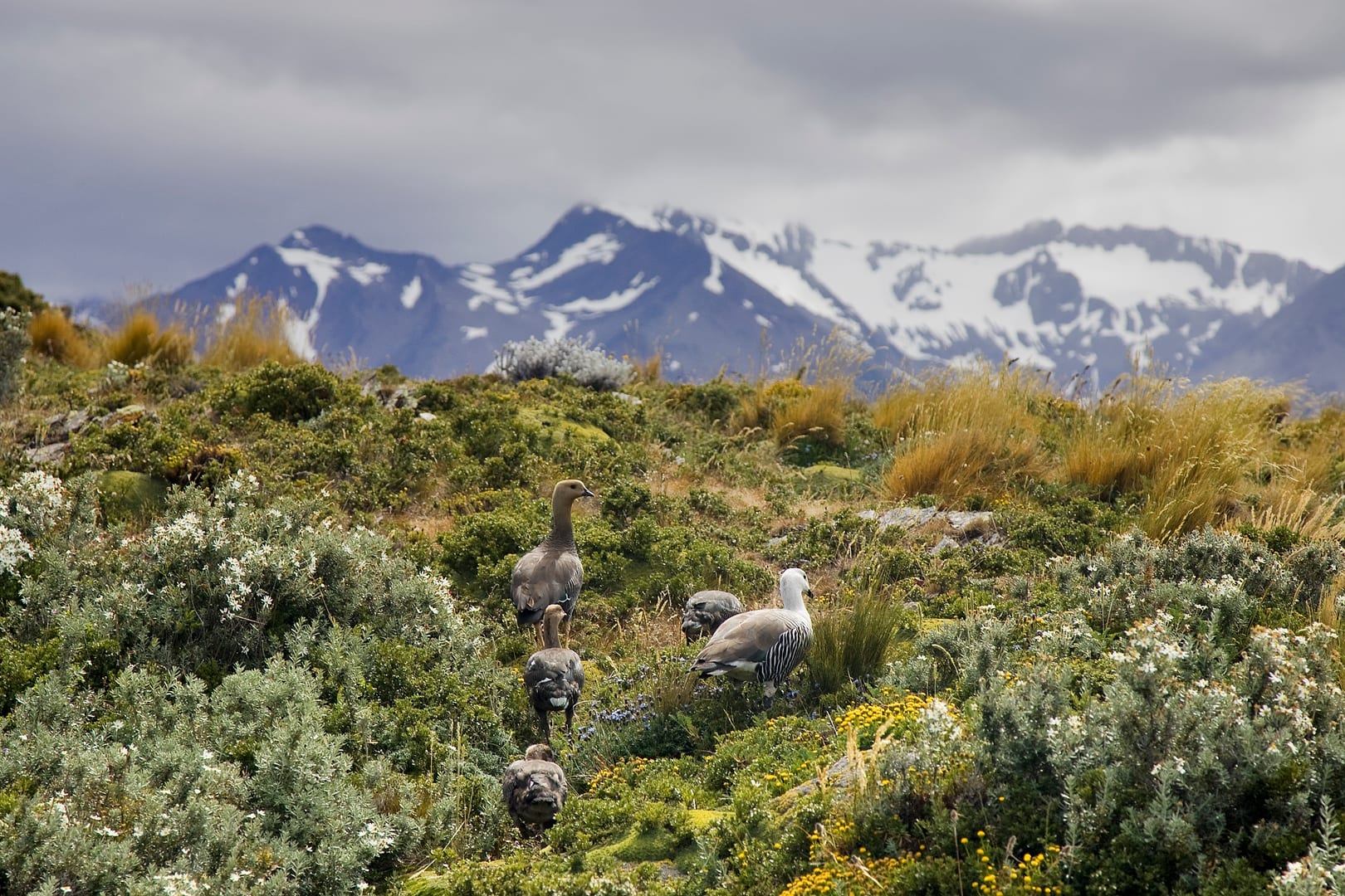 Argentina — Ushuaia — landscape