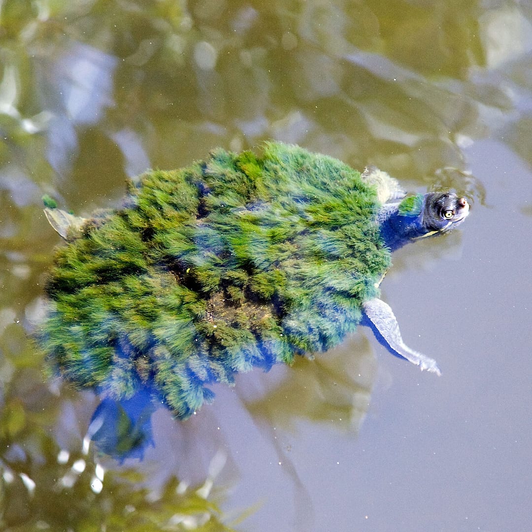 Unknown — Unknown — wildlife