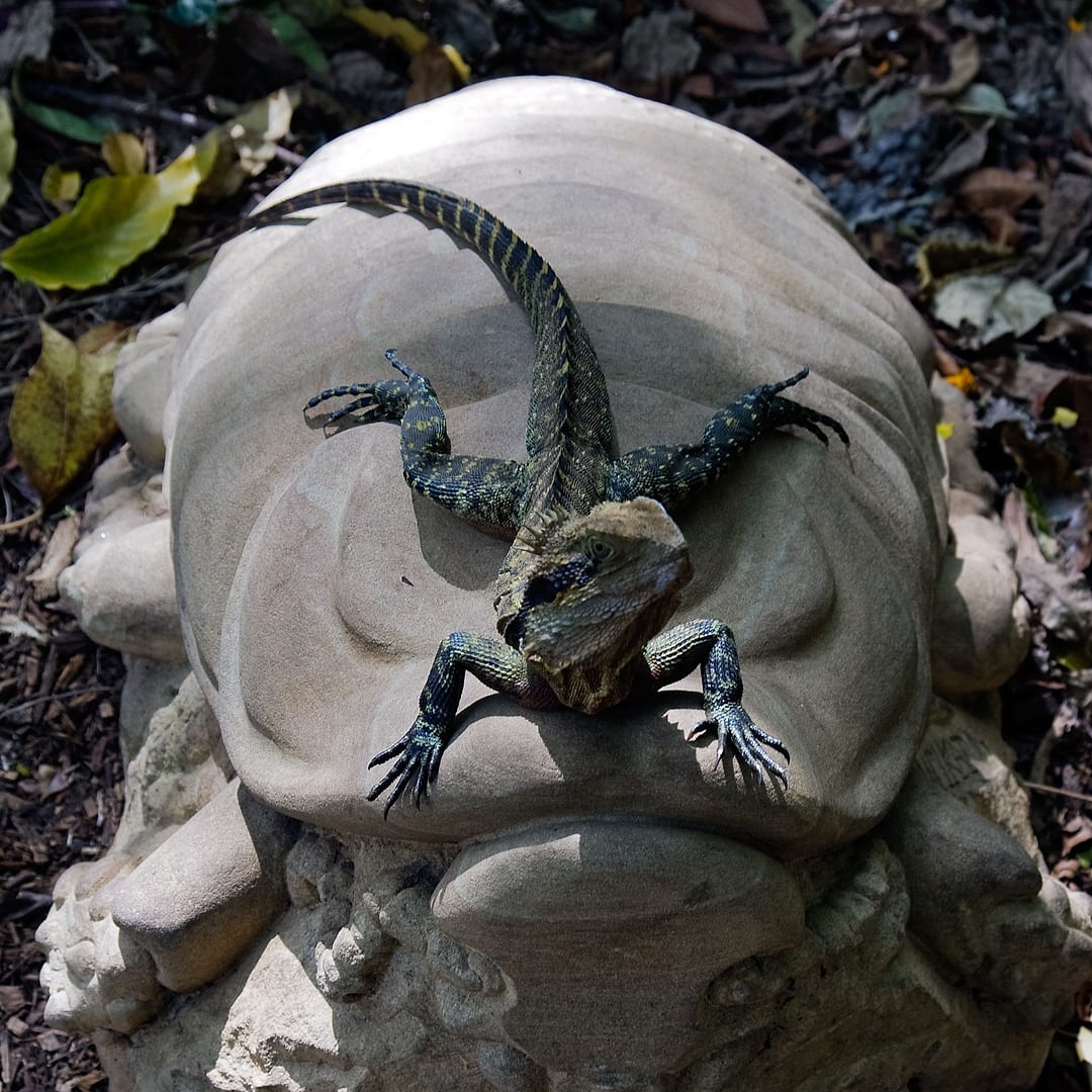 Australia — Brisbane — wildlife