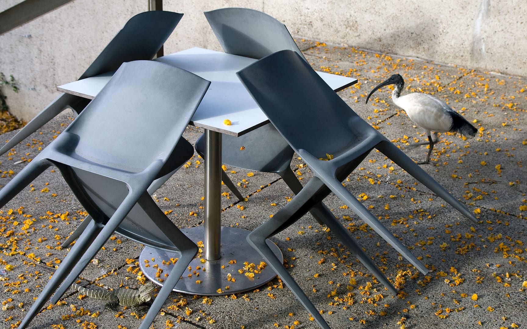 Australia — Brisbane — wildlife