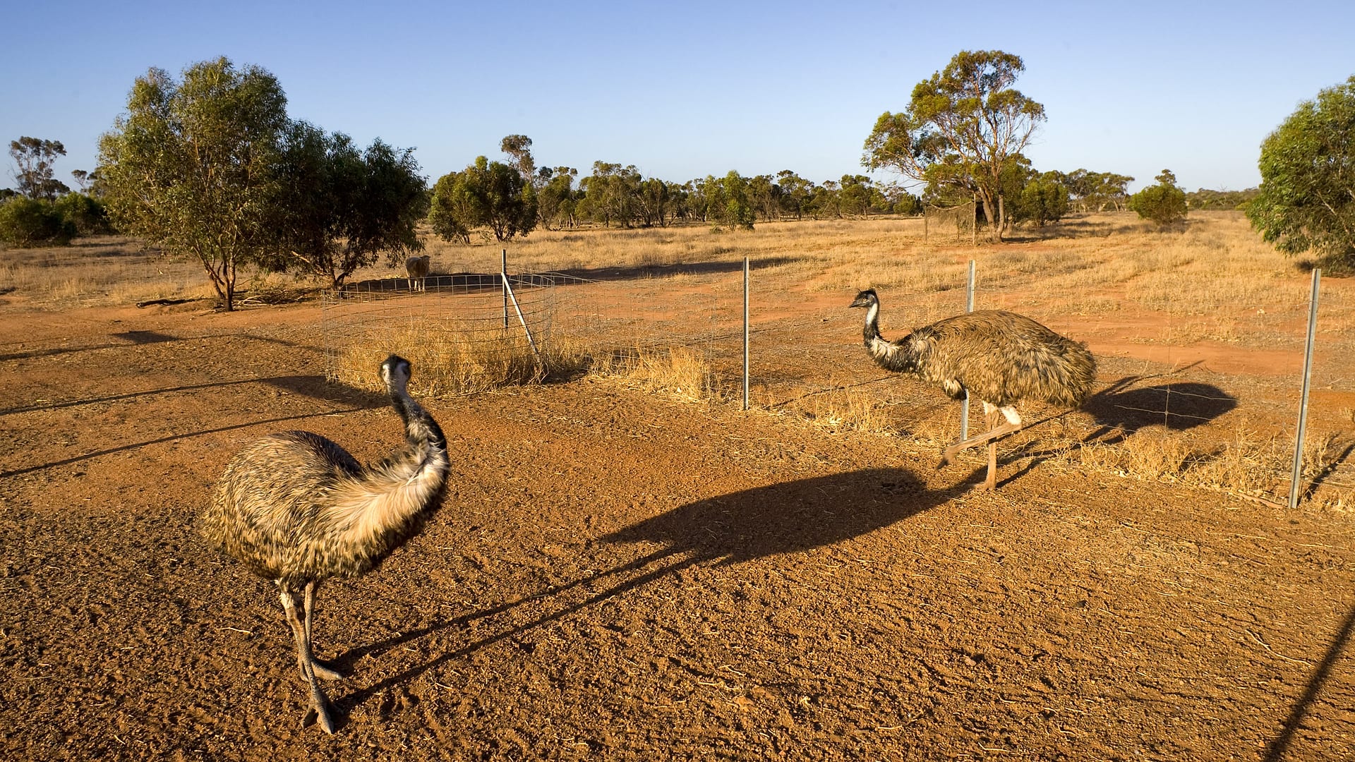 Australia — Australia — wildlife