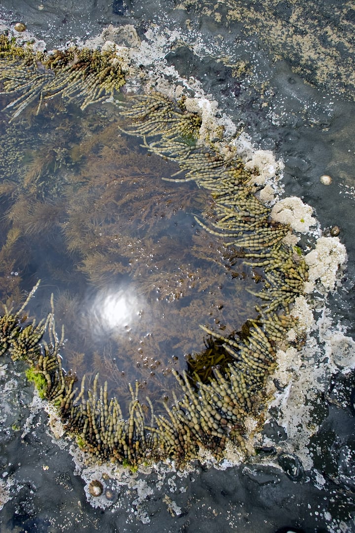 Australia — Great Ocean Road — macro