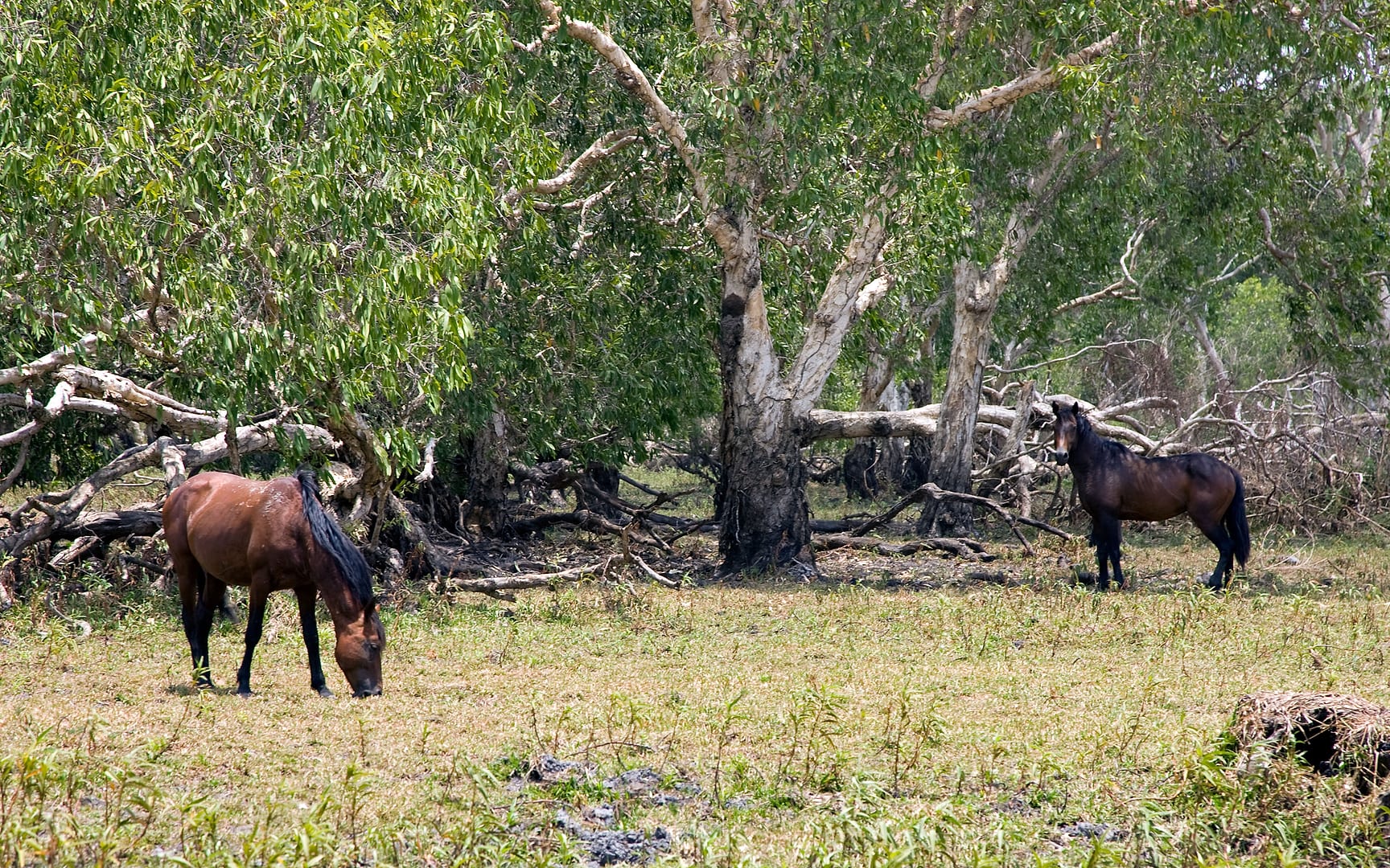 Australia — Kakadu — wildlife