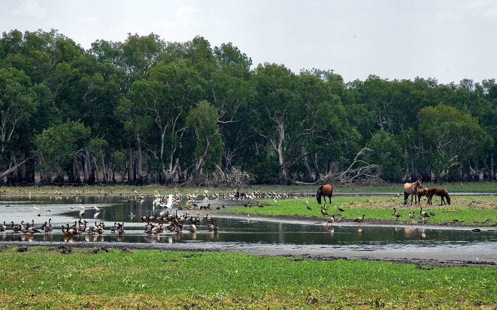 Australia — Kakadu — wildlife