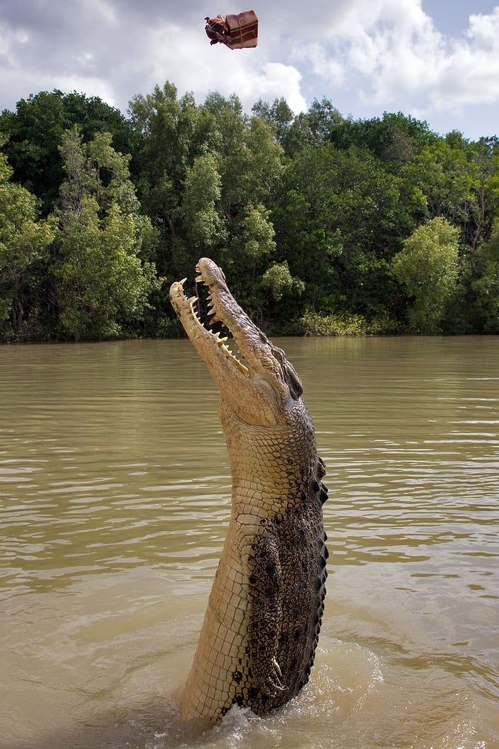 Australia — Kakadu — wildlife
