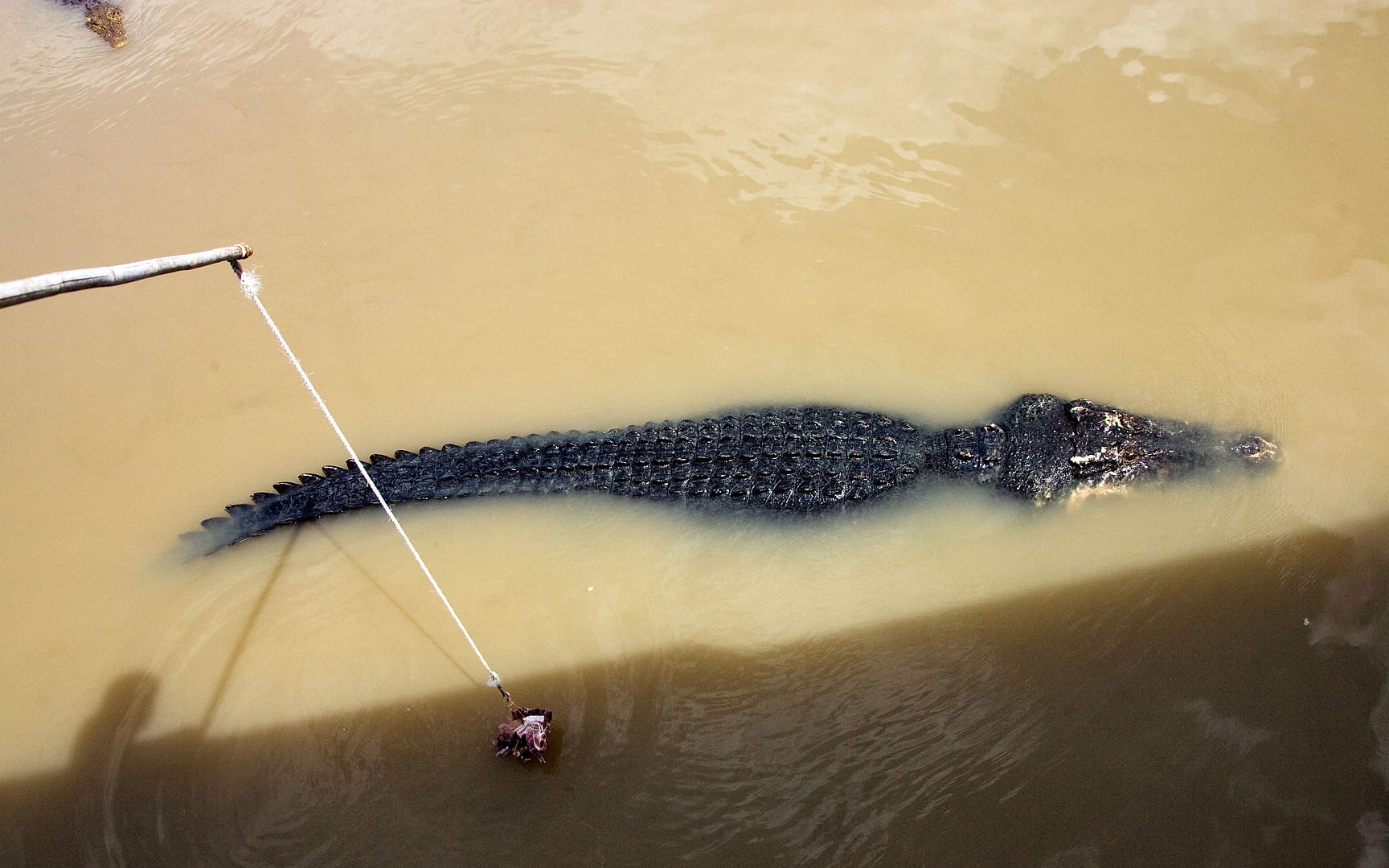 Australia — Kakadu — wildlife