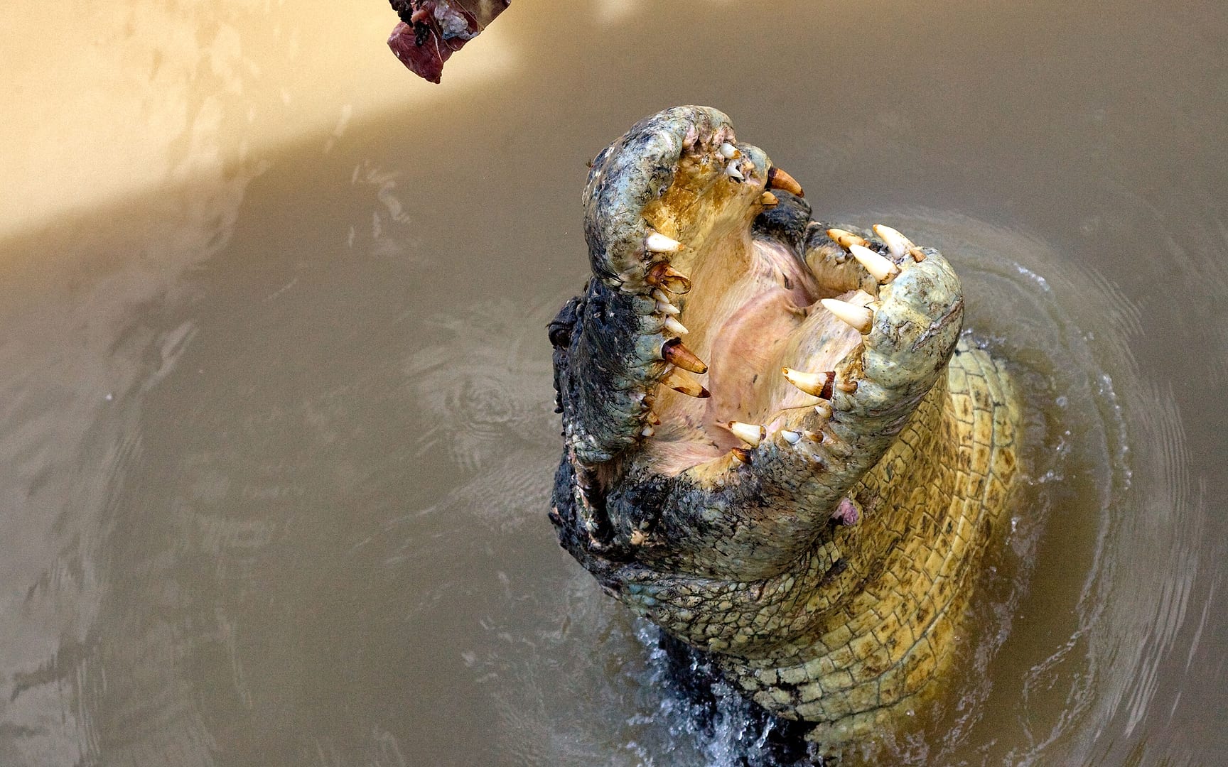 Australia — Kakadu — wildlife