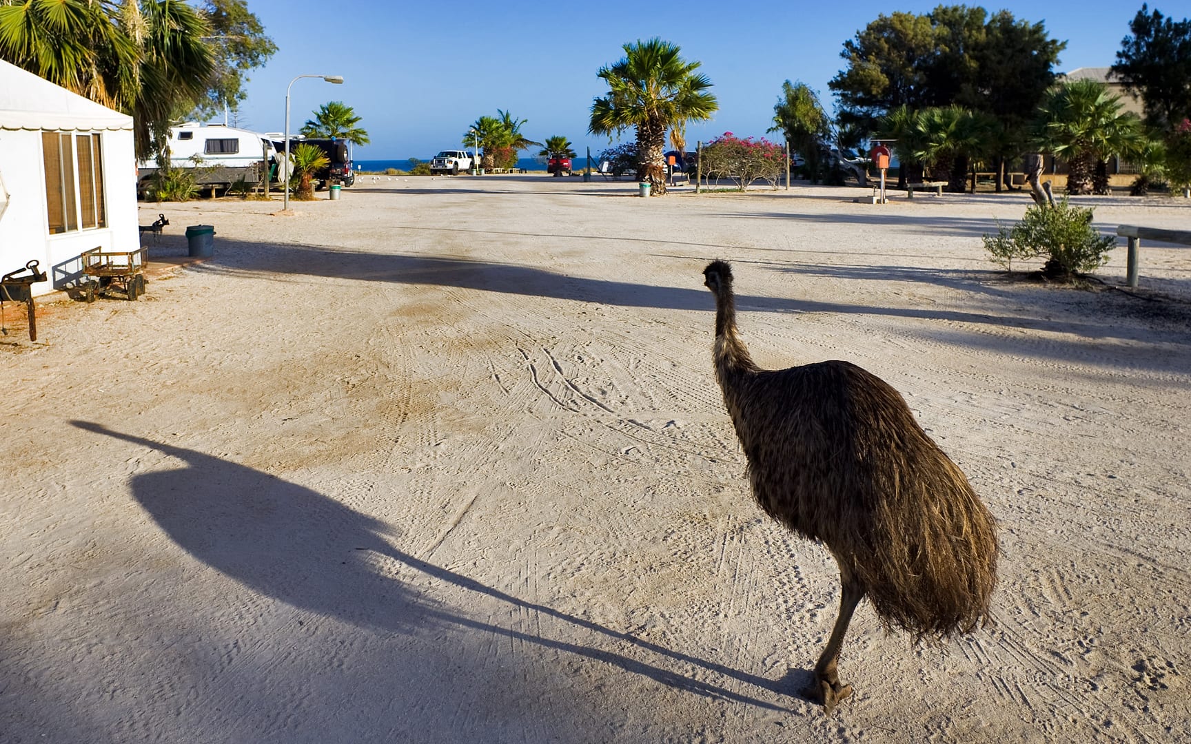 Australia — Monkey Mia — wildlife