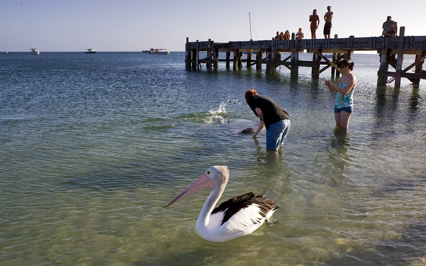 Australia — Monkey Mia — wildlife