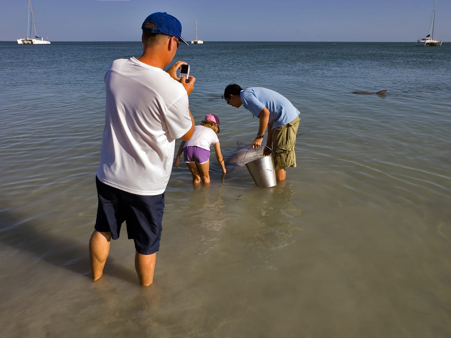 Australia — Monkey Mia — wildlife