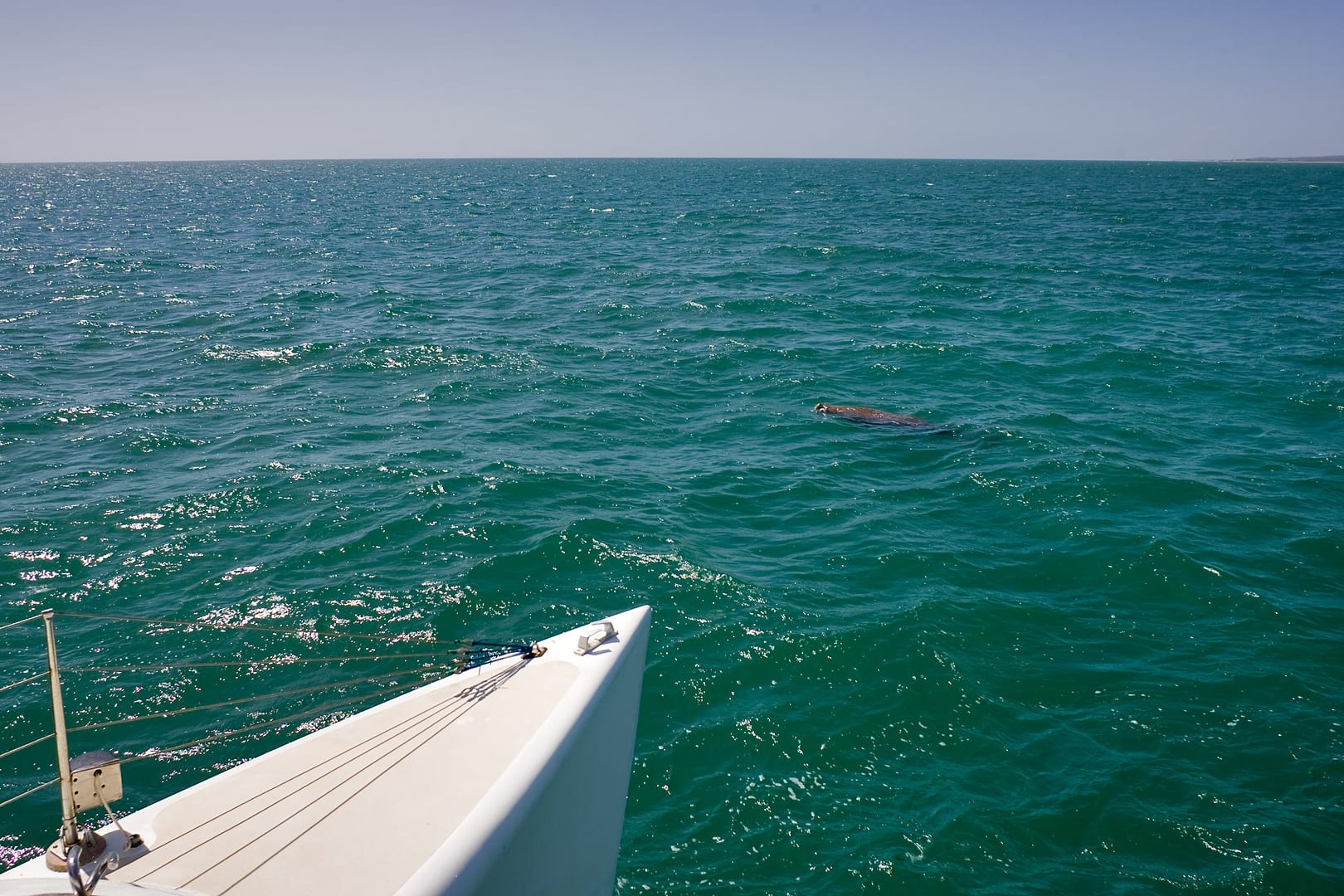 Australia — Monkey Mia — wildlife