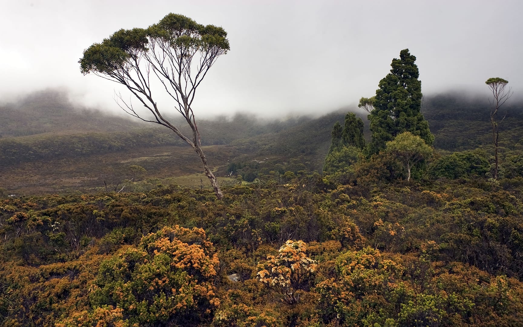Australia — Overland Track — landscape