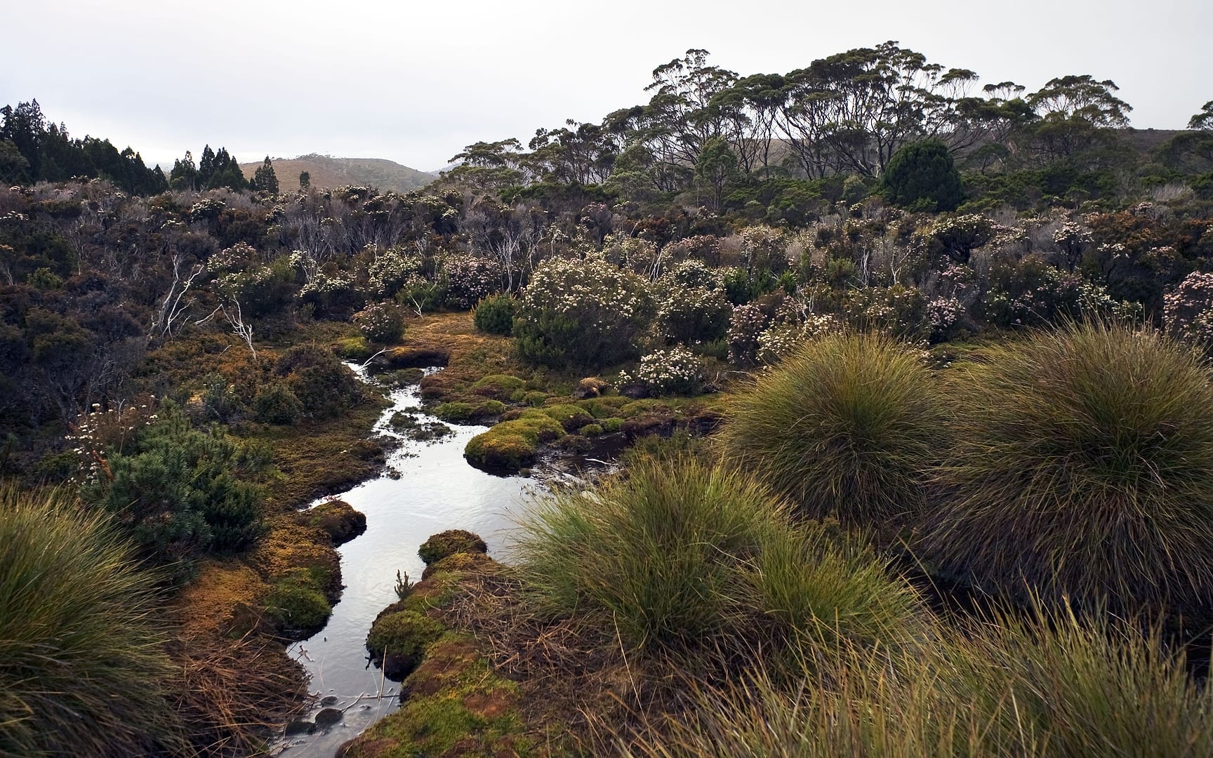 Australia — Overland Track — landscape