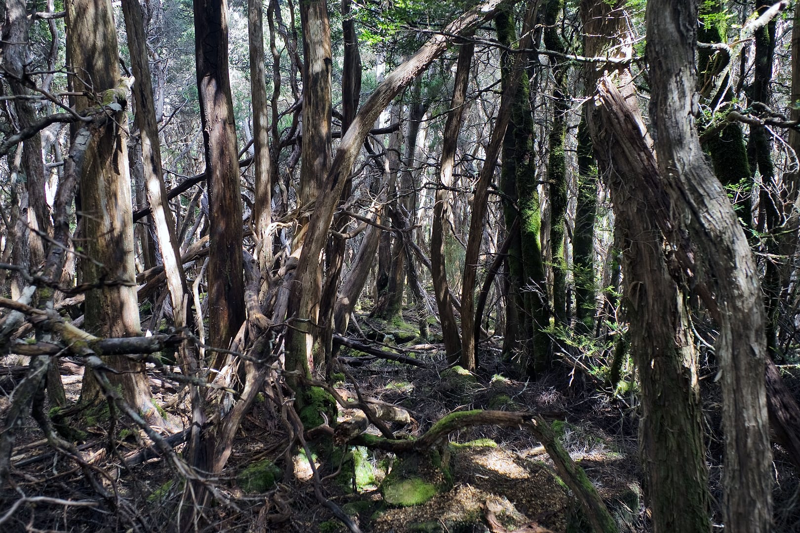 Australia — Overland Track — landscape