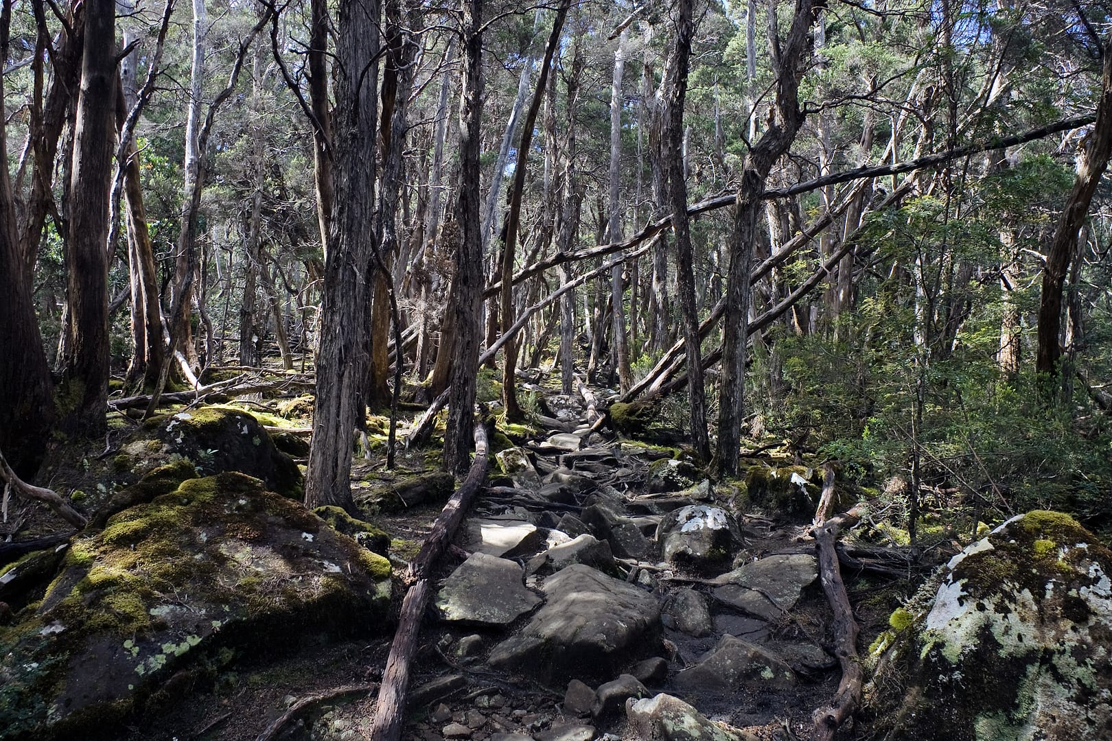 Australia — Overland Track — landscape