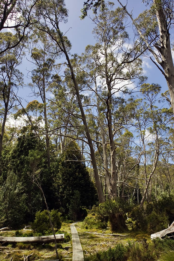 Australia — Overland Track — landscape