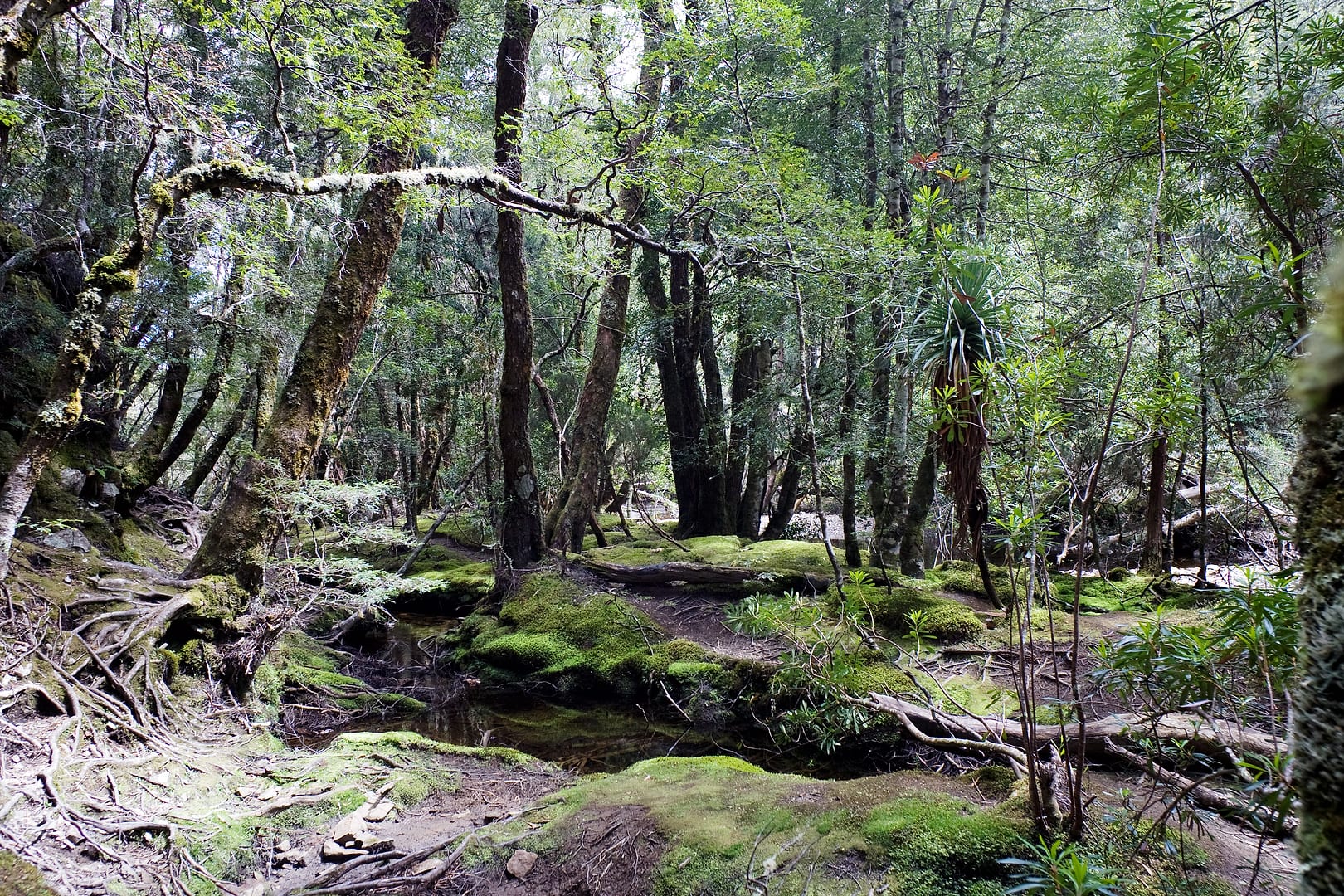 Australia — Overland Track — landscape