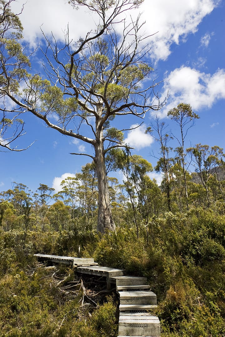 Australia — Overland Track — landscape
