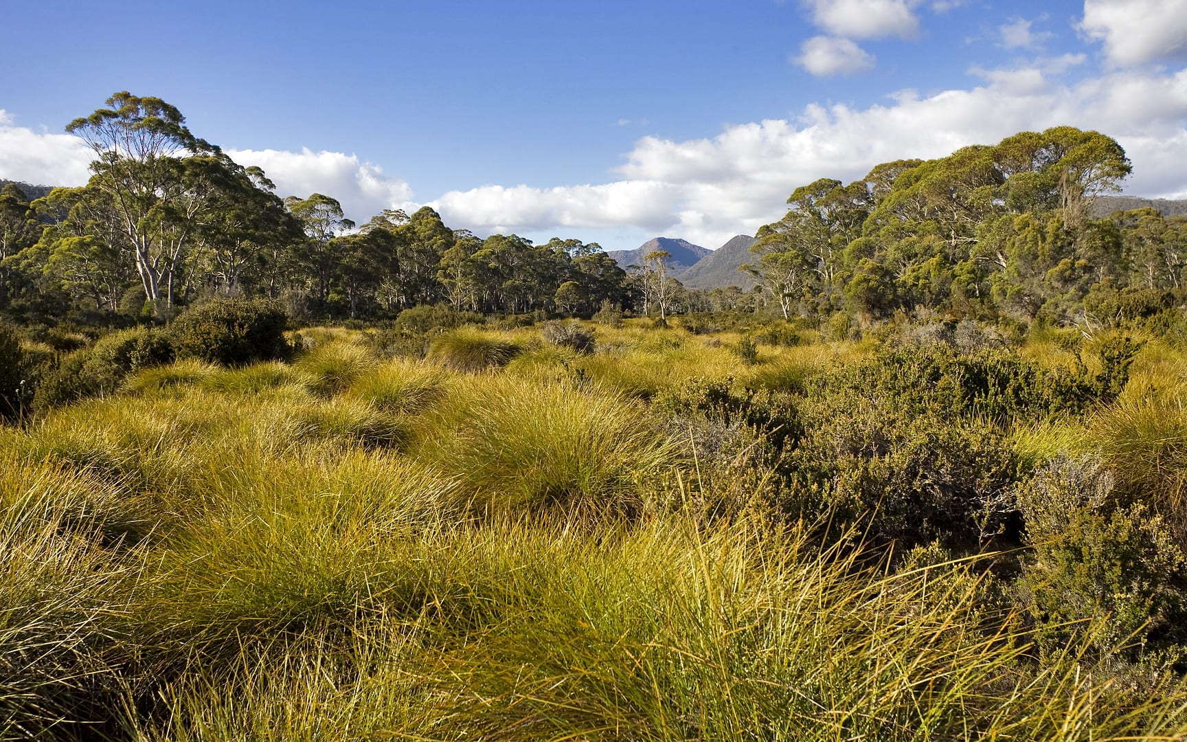 Australia — Overland Track — landscape