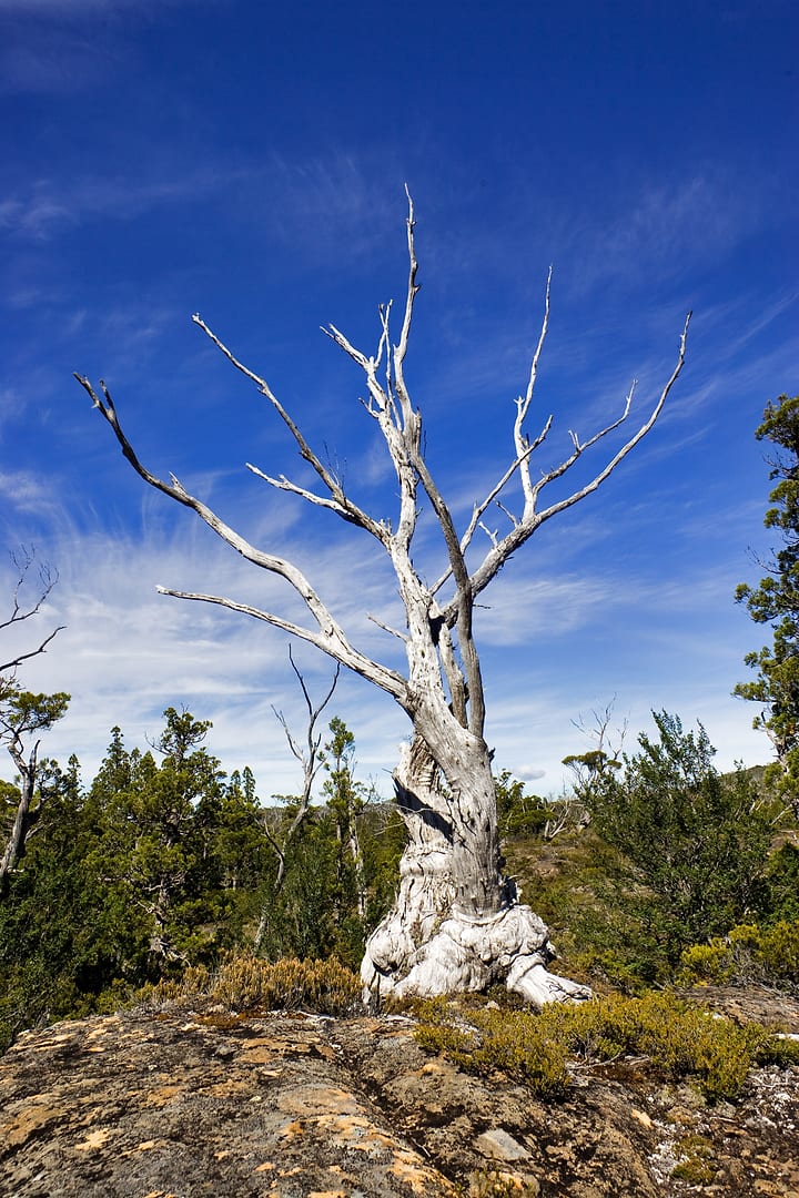 Australia — Overland Track — landscape