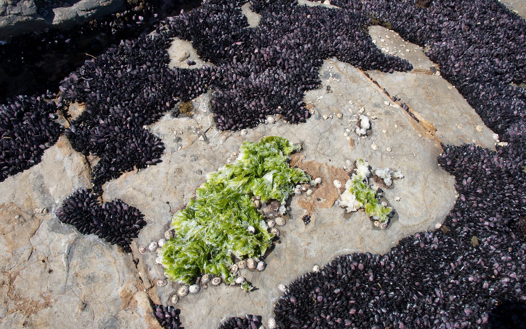 Australia — Pirates Bay — wildlife