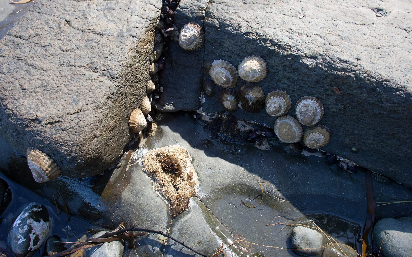 Australia — Pirates Bay — macro