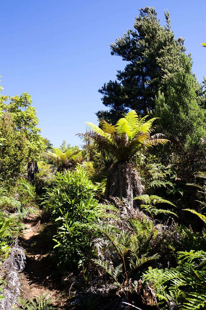 Australia — Coastal Track — landscape