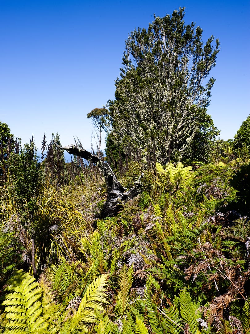 Australia — Coastal Track — landscape