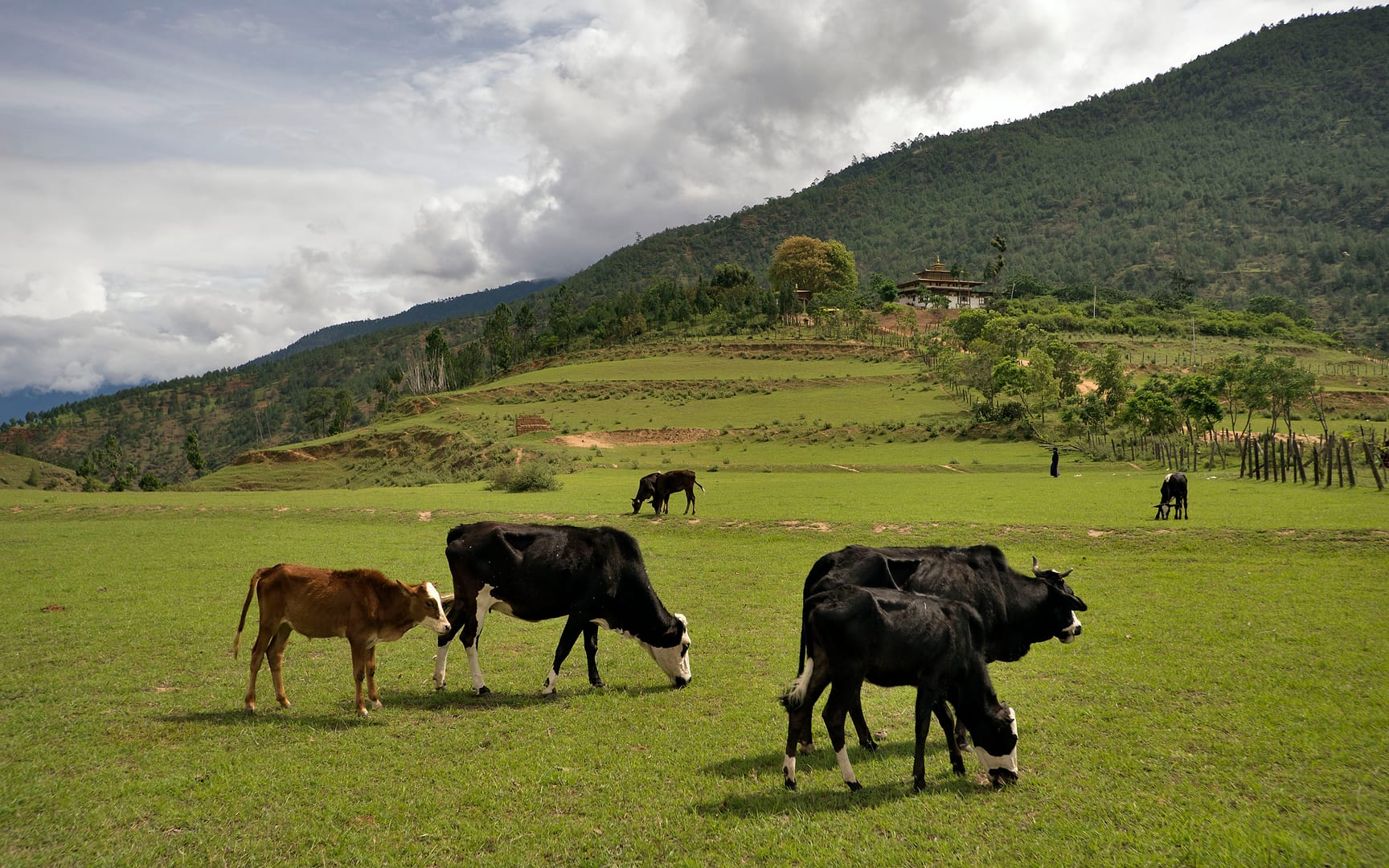 Bhutan — Punakha — landscape