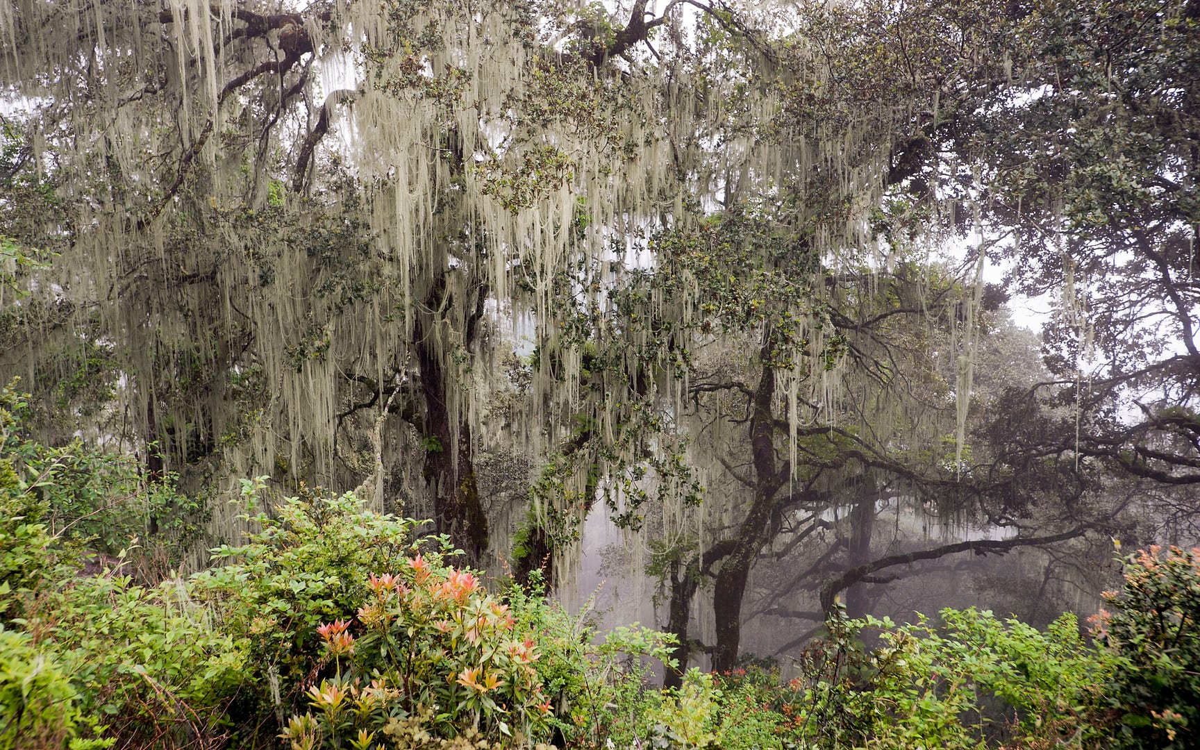 Bhutan — Paro — landscape